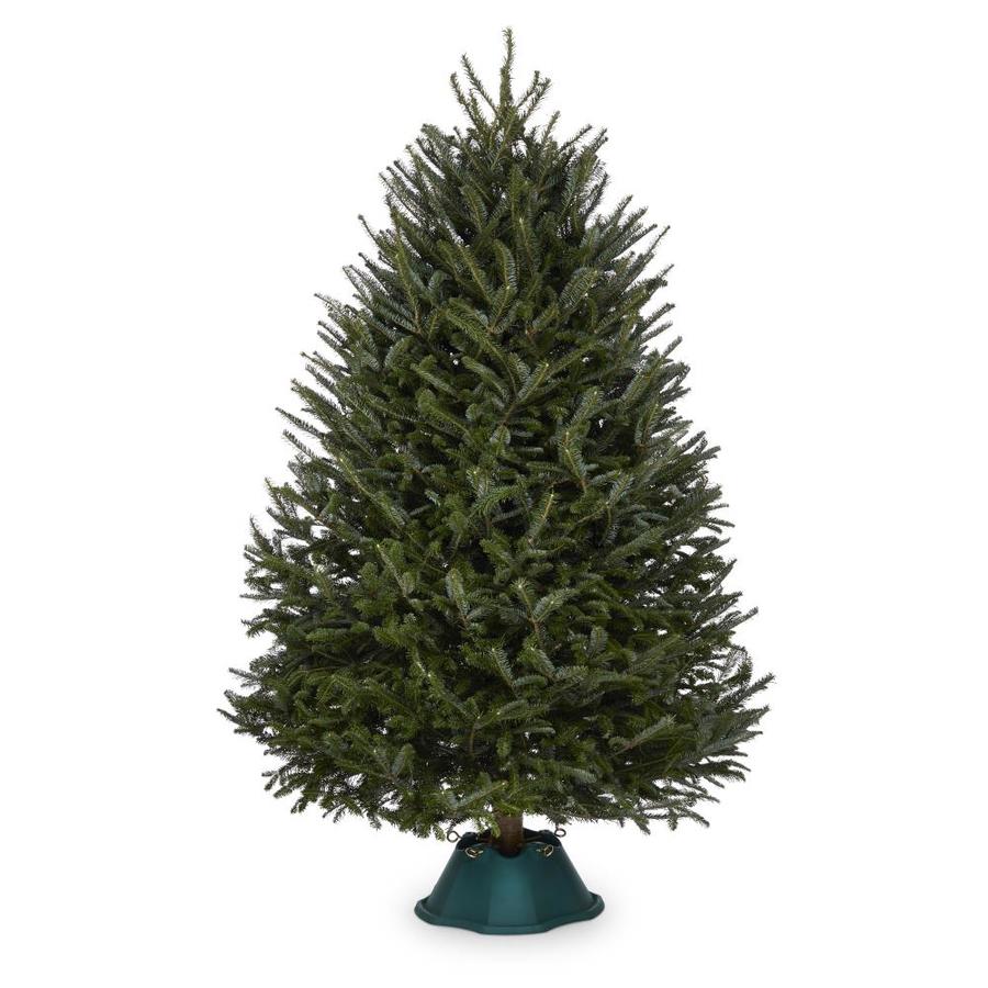 Lowe's 3-5-ft Fresh Fraser fir Christmas Tree | FF0405