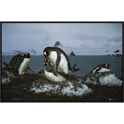 'Gentoo Penguin Pair Mating on Nest, Aitcho Island, Antarctica' Photographic Print East Urban Home Format: Black Framed, Size: 20