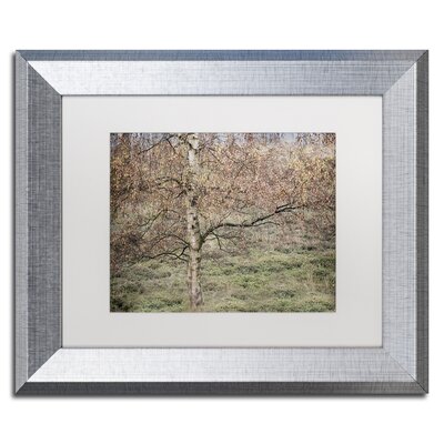 'Birch' Framed Photographic Print on Canvas Millwood Pines Size: 16