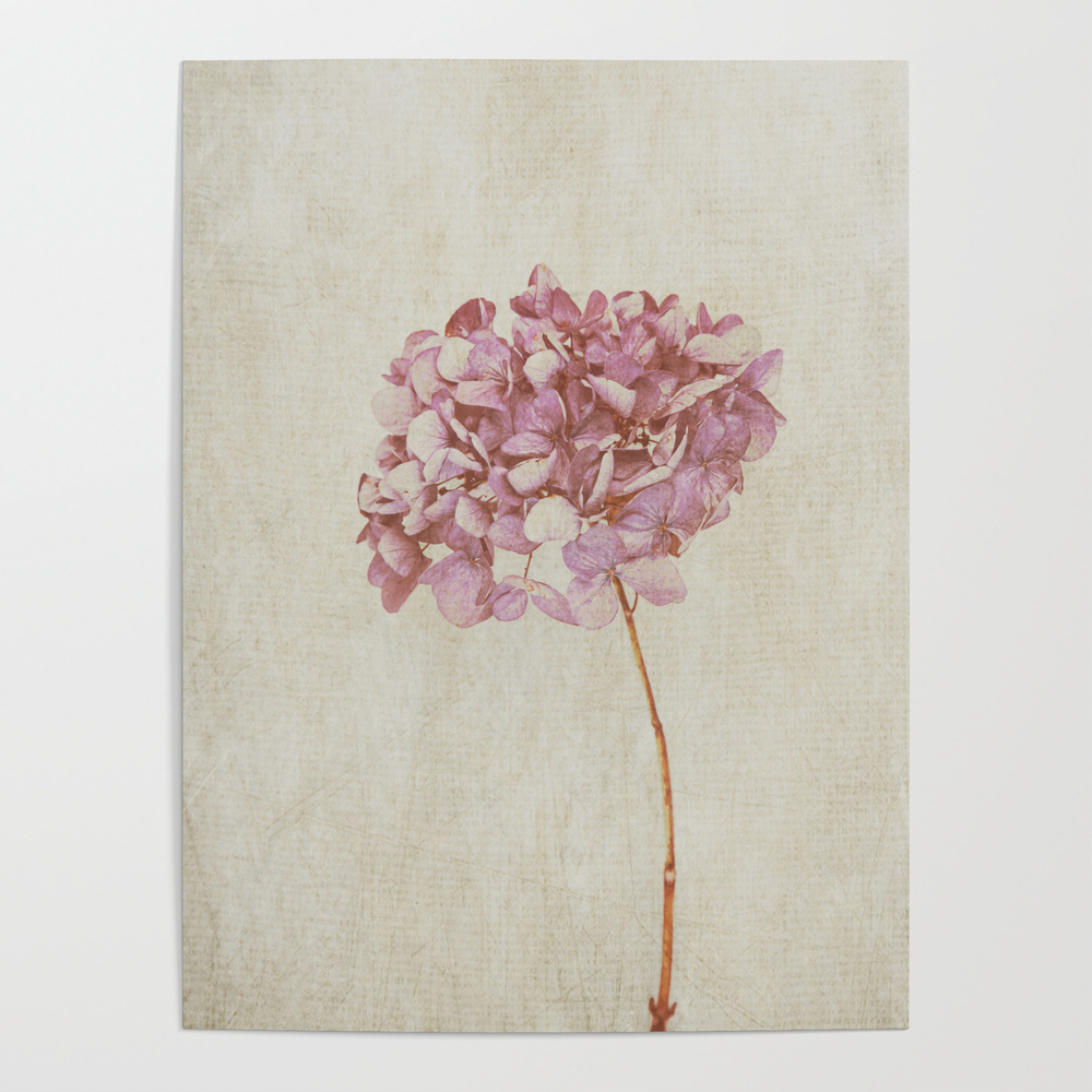 Pink Vintage Hydrangea Poster by mariaheyens